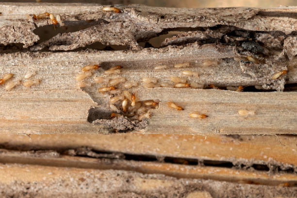 Best Best Pest Control Companies  in Miami Shores, FL